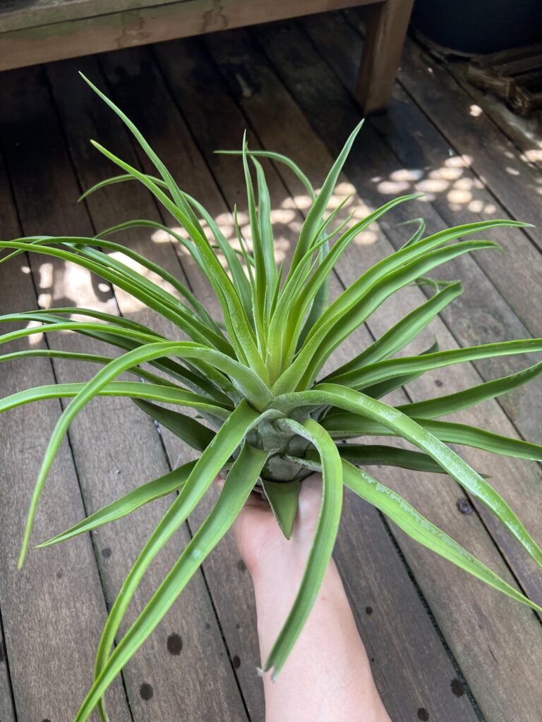 Pineapple shaped Streptophylla