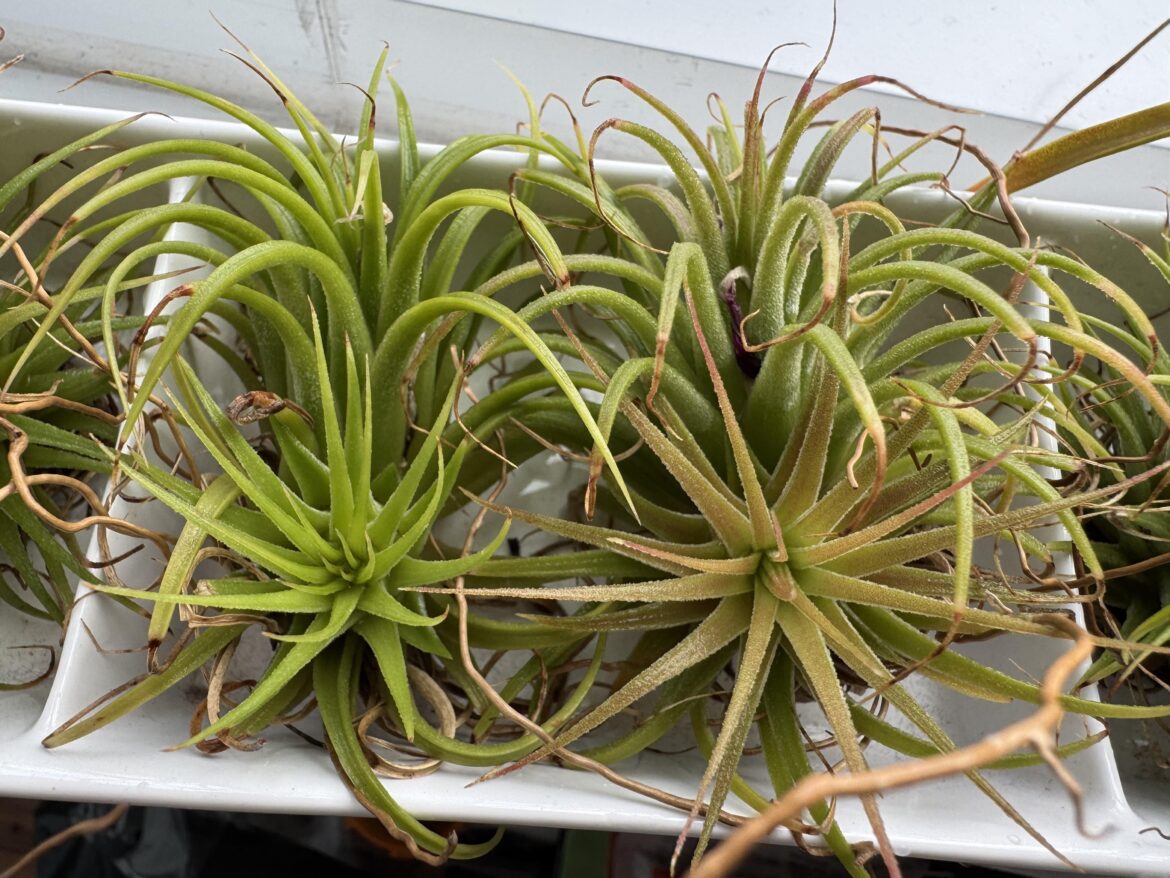 New baby plants still attached to their healthy plants. Do I gently snap them off? Leave them alone?