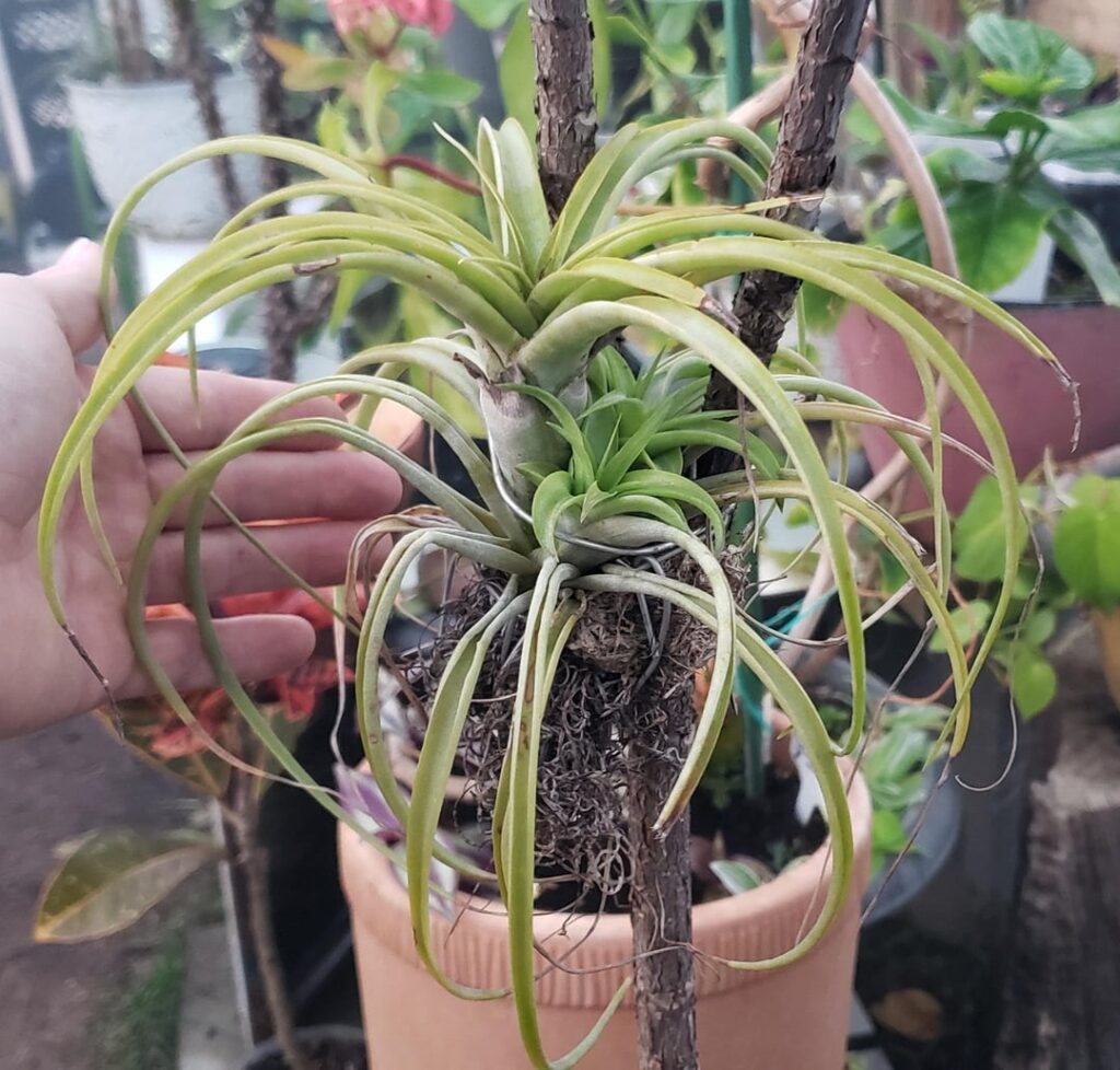 Tillandsia on my almost 6 feet tall dwarf ficus lyrata