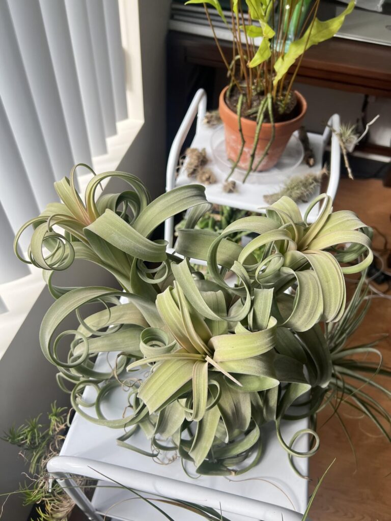 Update: Curly Slims survived. Orange in centers though?