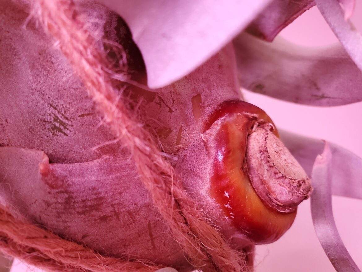 Is this rot or how this species looks?