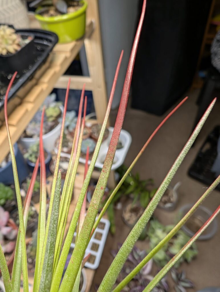 I was buying succulents online and saw they had air plants too. I got this Tillandsia tricolor var. melanocrater specifically because it was one of the few that didn’t say it was “enhanced” with color. This is definitely painted right? I was buying succulents online and saw they had air plants too. I got this Tillandsia tricolor var. melanocrater specifically because it was one of the few that didn't say it was "enhanced" with color. This is definitely painted right?