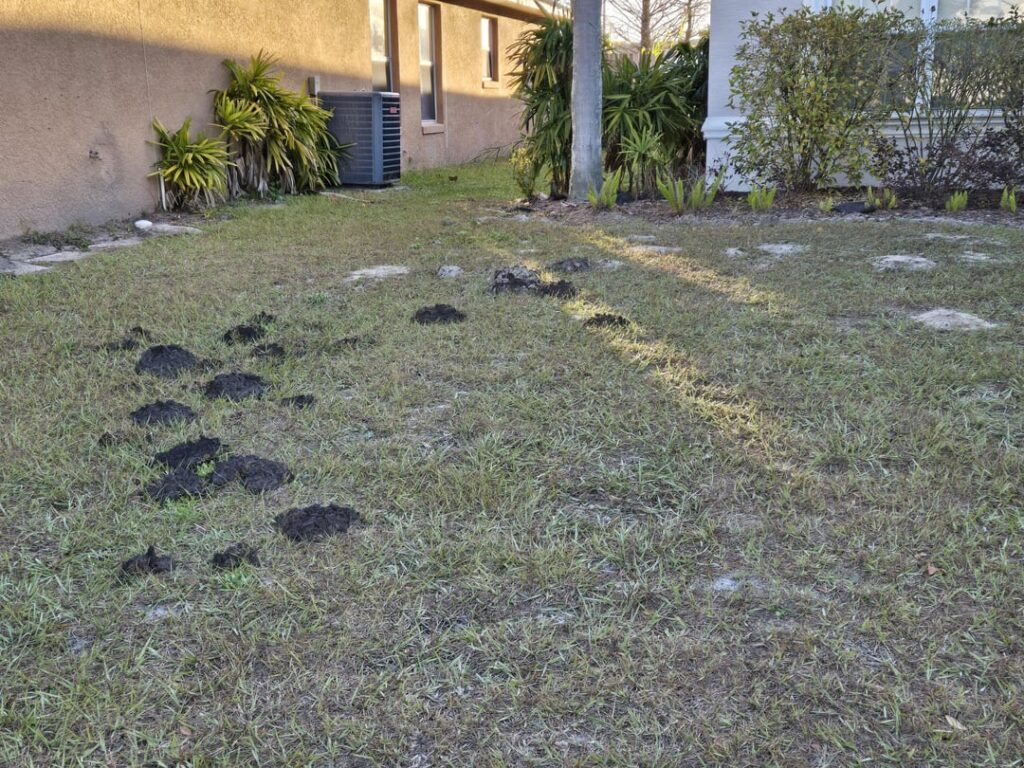 Desperately in Need of Help Getting Rid of Moles