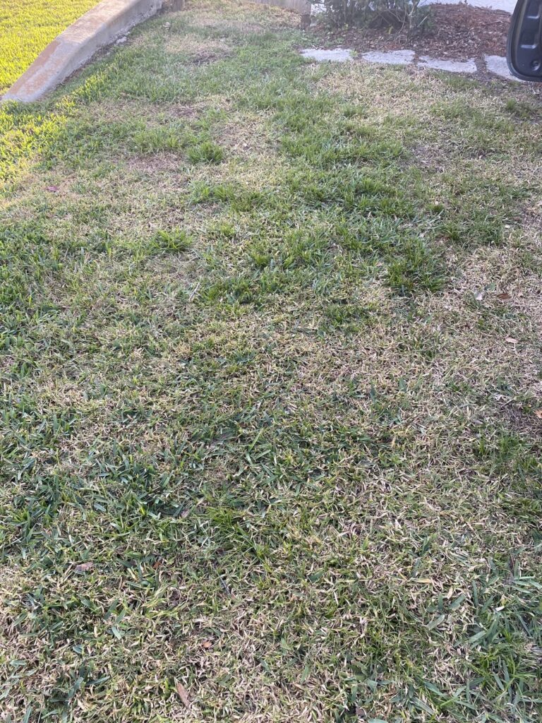 Can I revive this with preemergent, fertilizer, and water?