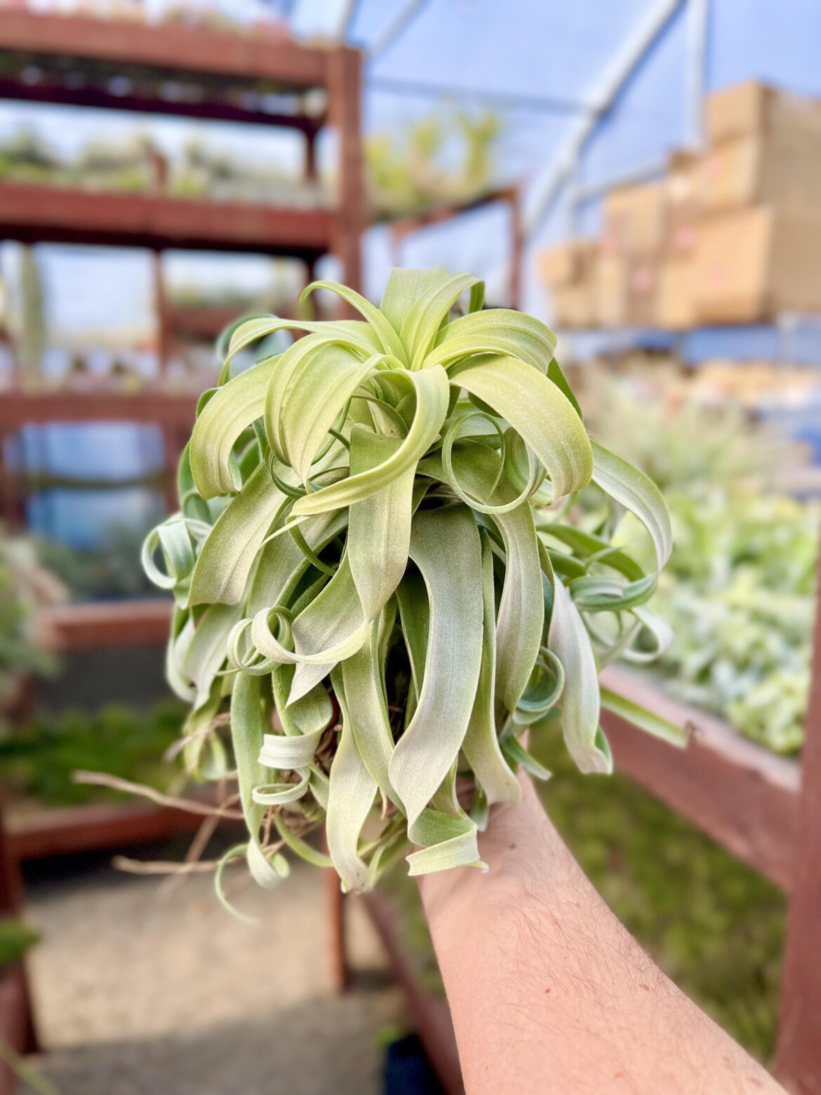 This is a variety of streptophylla from Belize - it has thicker leaves and curves down more than the traditional variety from Guatemala.