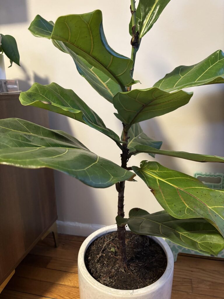 Where should I cut this?