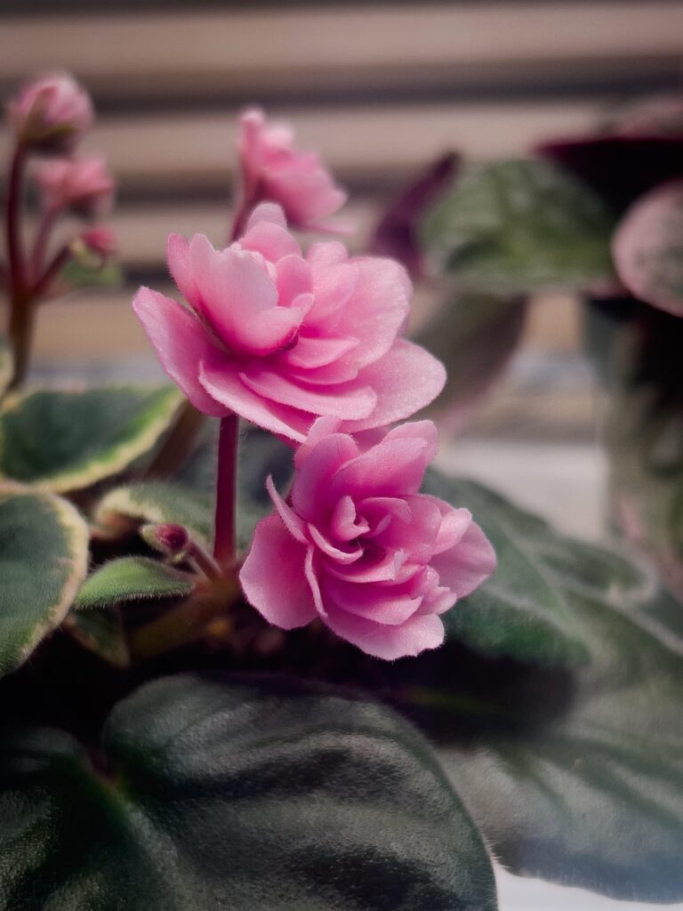 Roses, Anyone?