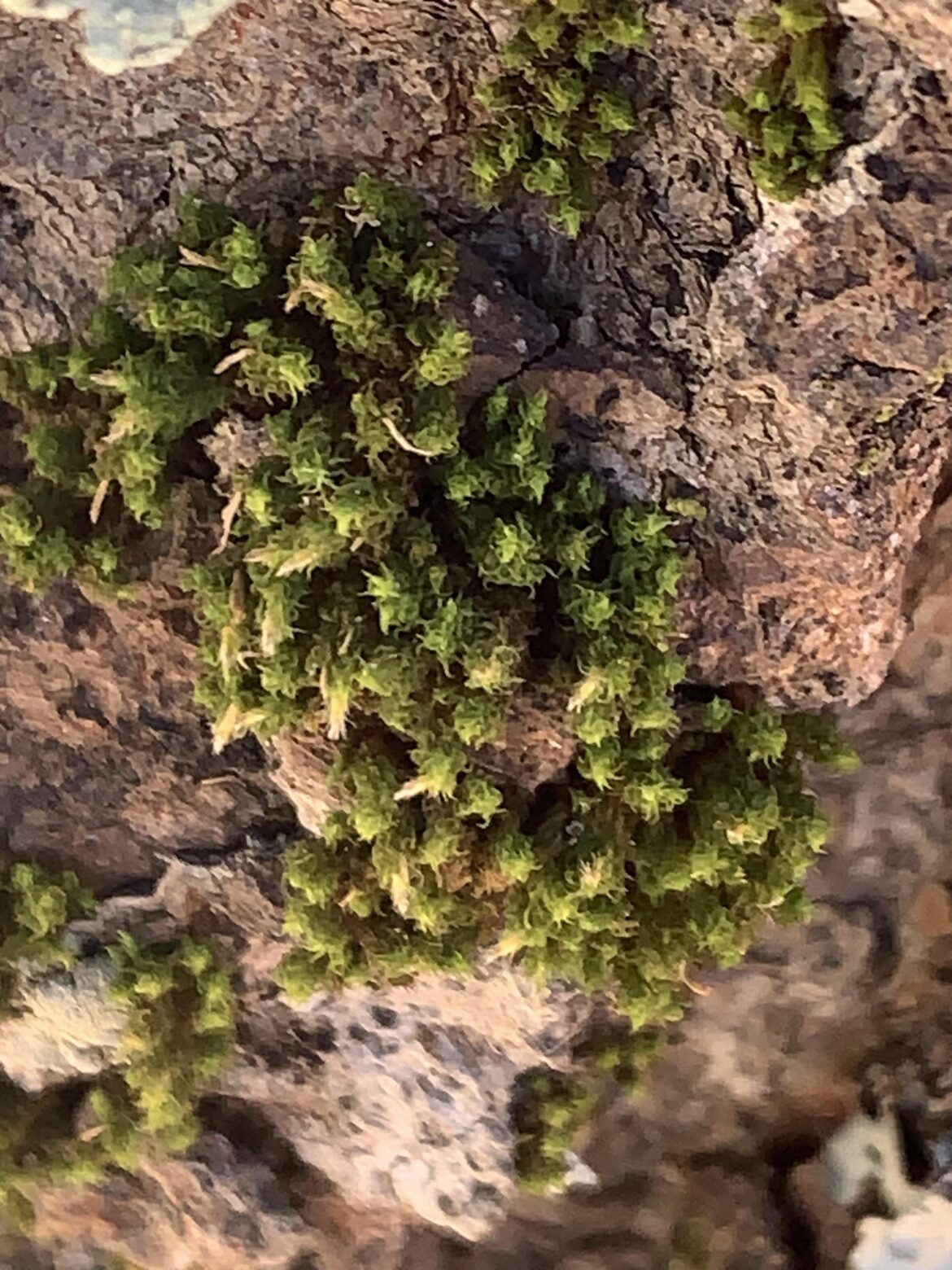 Will moss from north carolina do well in a terrarium in Florida?
