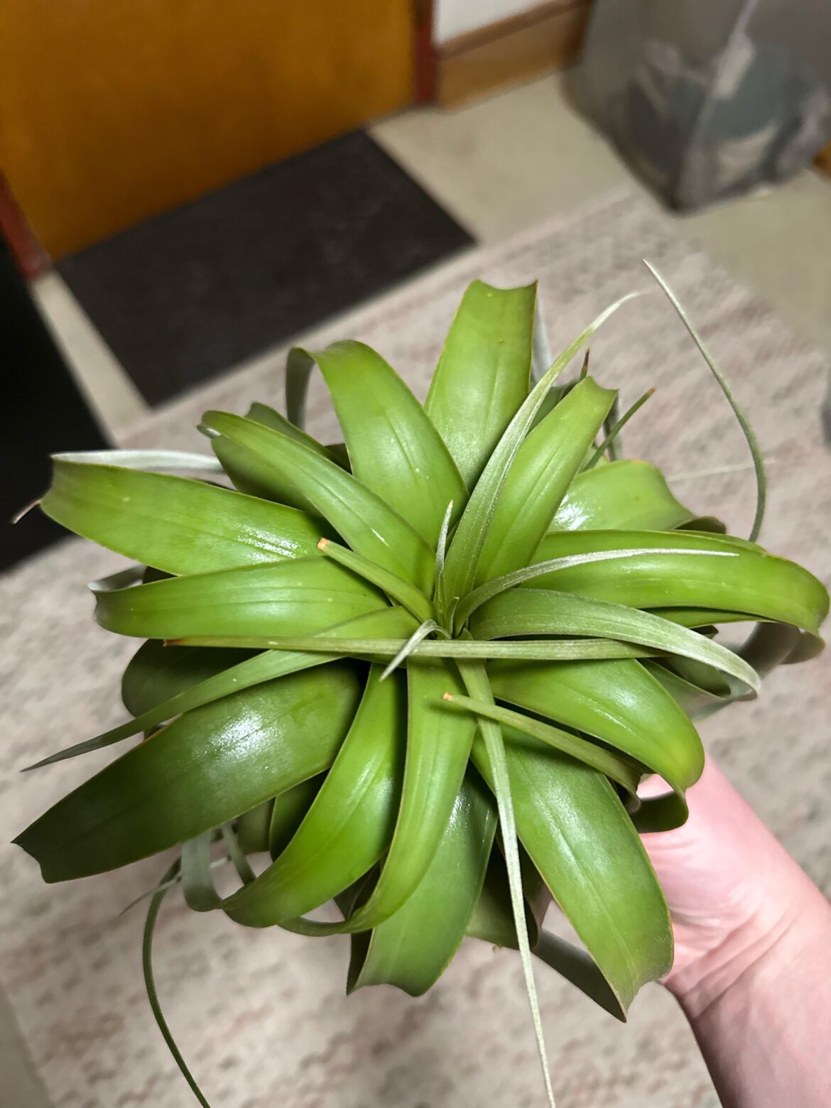 Why are the tips turning brown?