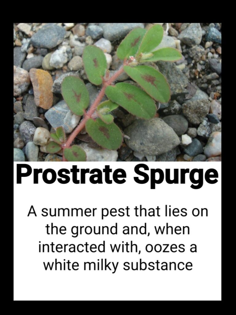 I'm experiencing Euphorbia