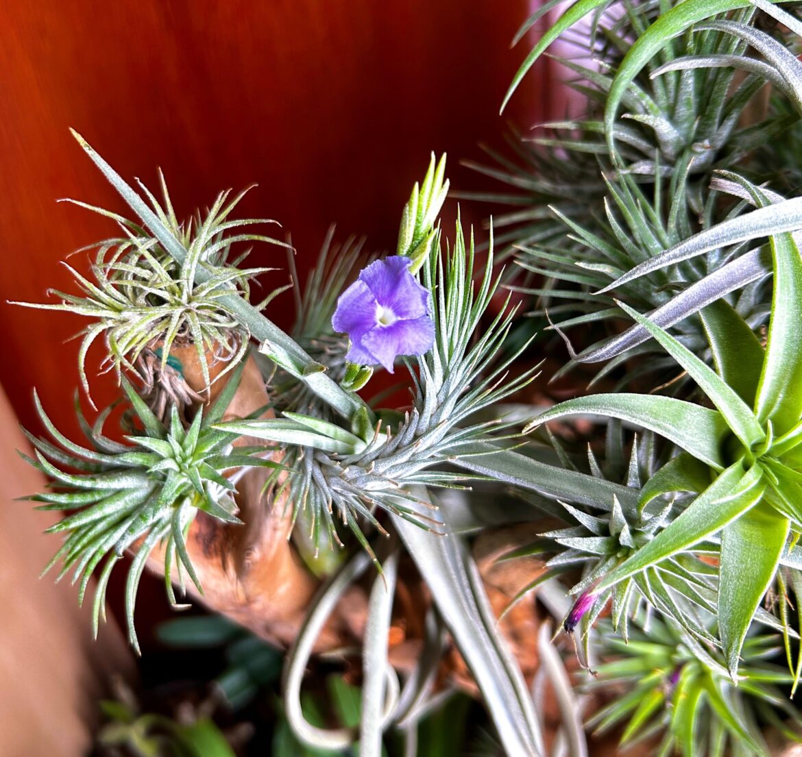 T. duratii in bloom