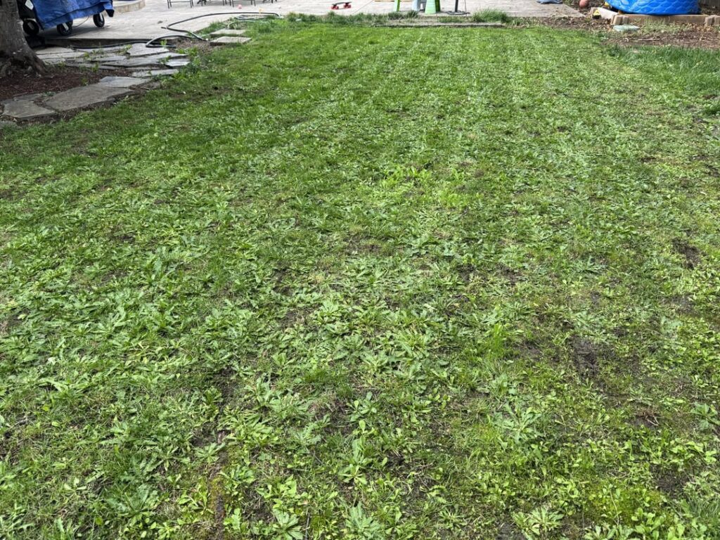 What is the best approach to rescue a neglected lawn in a new house. What is the best approach to rescue a neglected lawn in a new house.