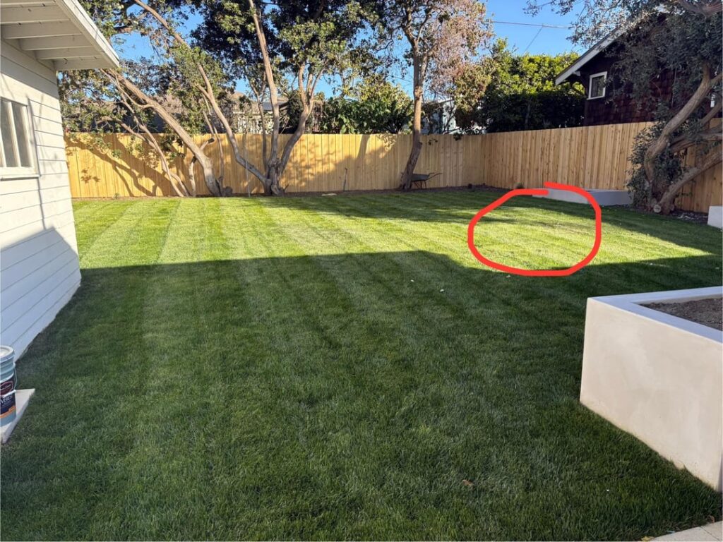 Help With New Lawn Help With New Lawn