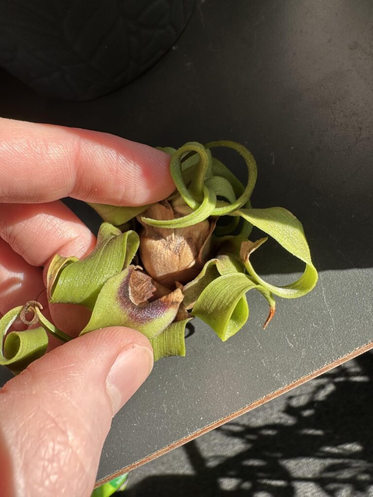 Is he done for? :( Is he done for? :(