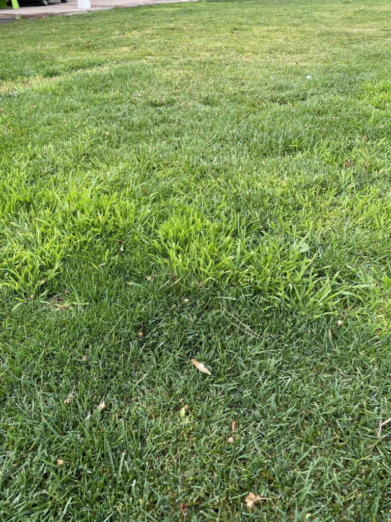 What are these patches of bright green thick-bladed grass in my fescue lawn?