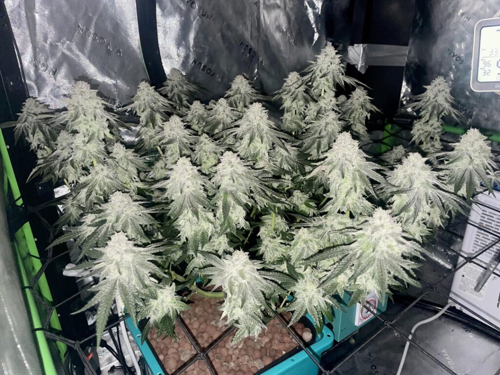 Day 40 Flower. Aircube system.