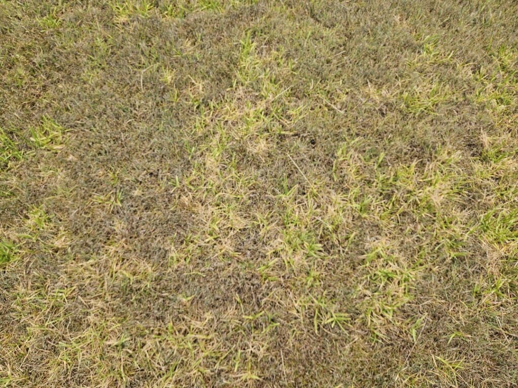 What is going on with my lawn? What is going on with my lawn?