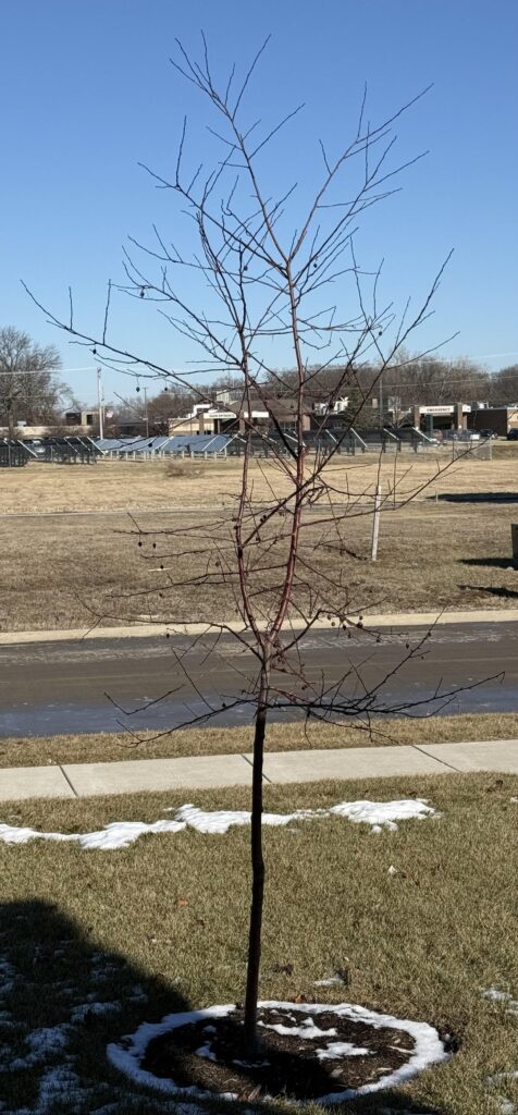 Eliminate this fork in my Prairie Fire Crabapple or leave it?