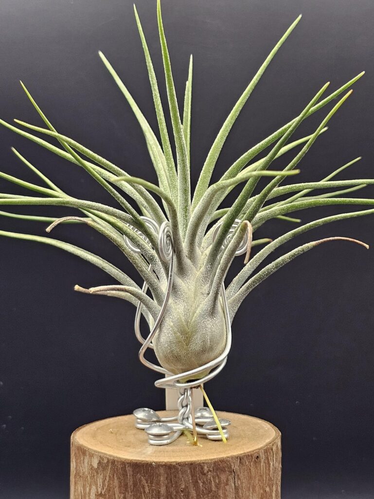 My Collection (Part 38): T. Mayan Gem