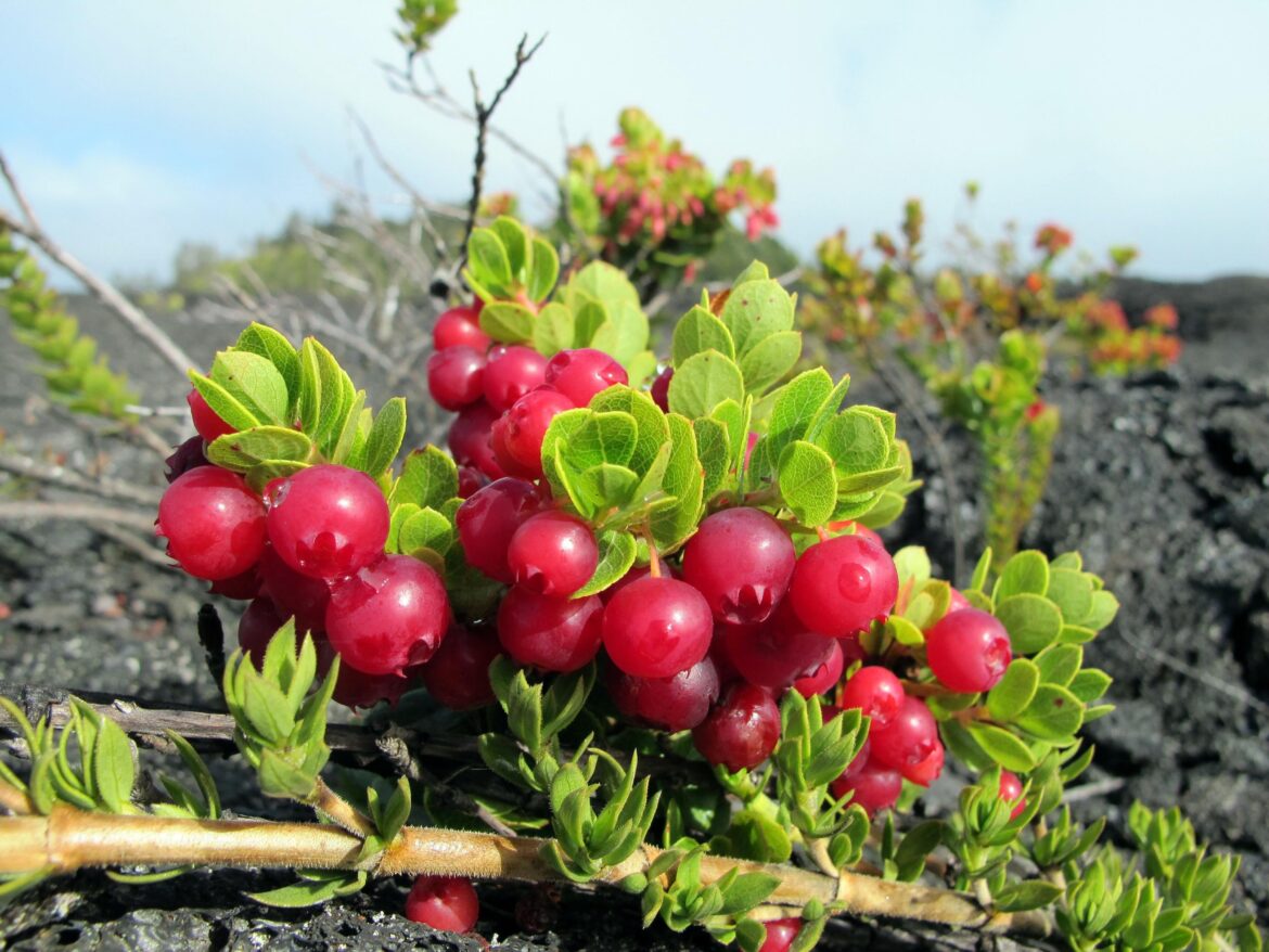 Ohelo berries (Vaccinium reticulatum)