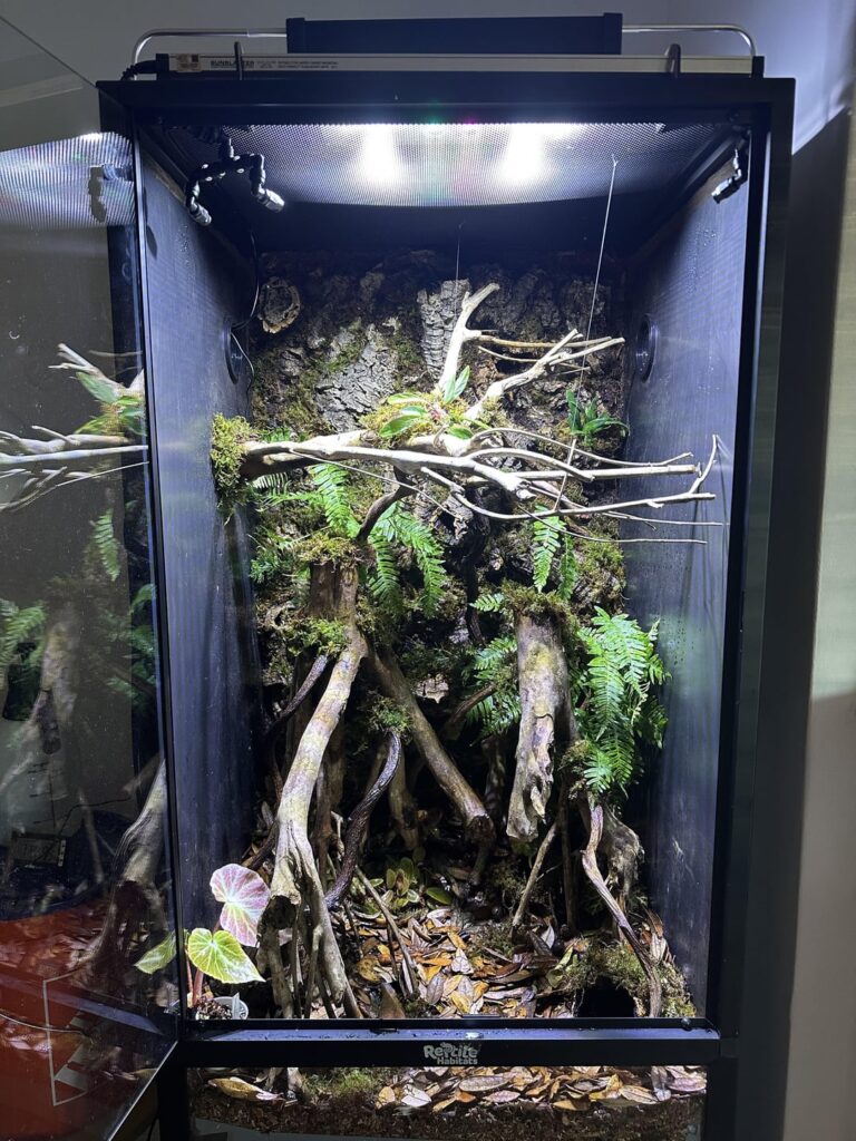 Almost Done! 120 Gallon Yellow Spotted Climbing Toad Vivarium