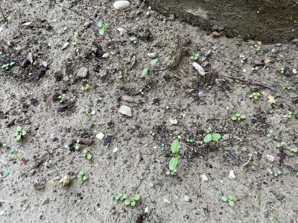 How can I get rid of these weeds? How can I get rid of these weeds?