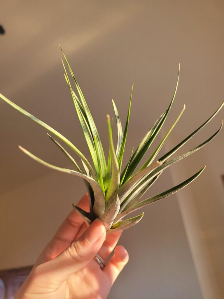 Needs watering? Needs watering?