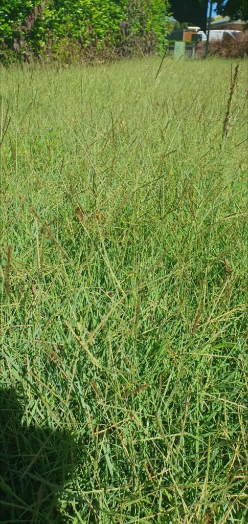 What type of weed/grass is this?