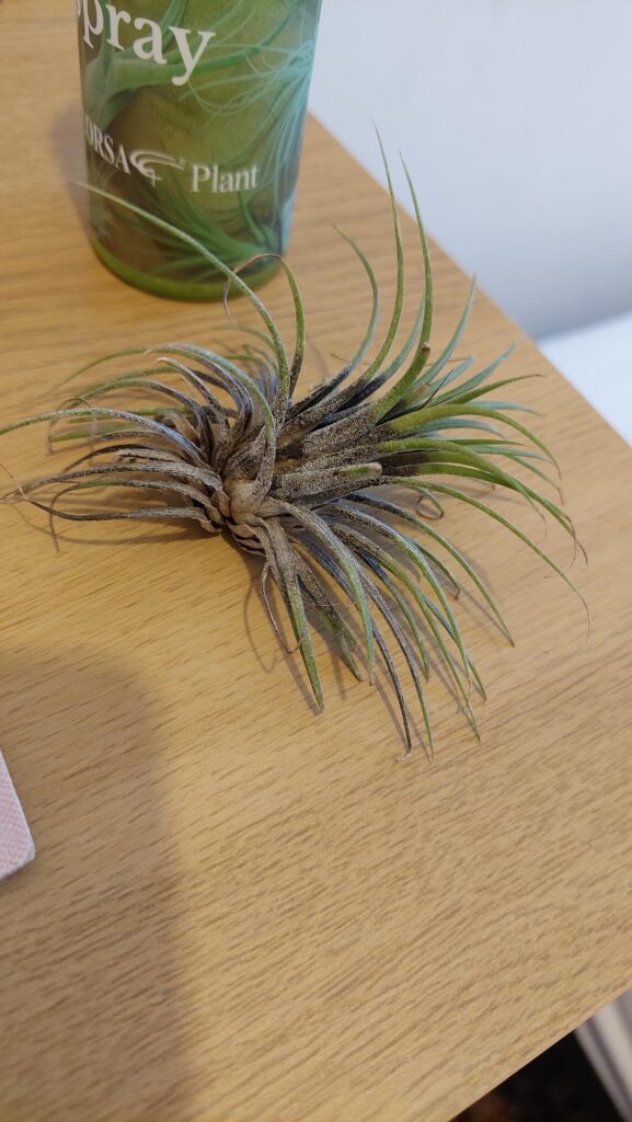 My air plant turning brown. I was away from home for a few days and when I came back I saw that my air plant is brown. Is there any way to save it? What can I do? And what could be the cause?