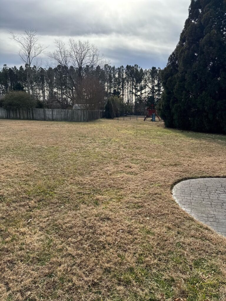 How to save my lawn?