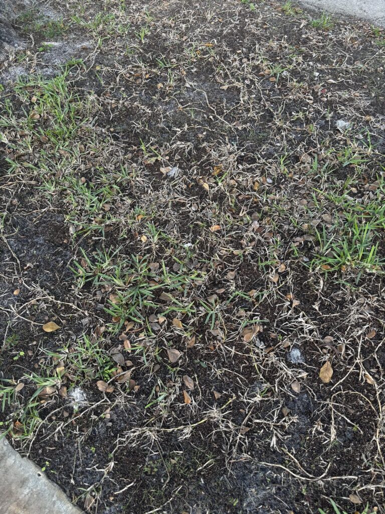 Need help with growing lawn back