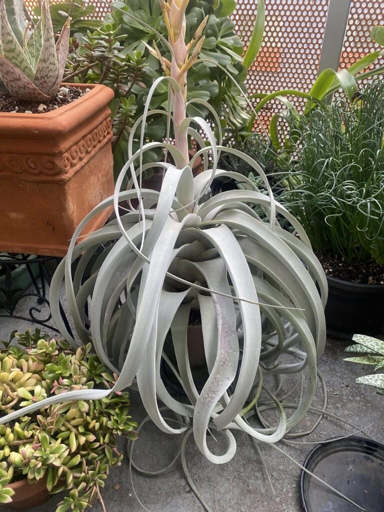 First she bloomed, now growing pups. (Xerographica)