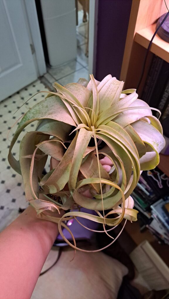 This is Steph, my xerographica. What’s wrong with her leaves? This is Steph, my xerographica. What's wrong with her leaves?