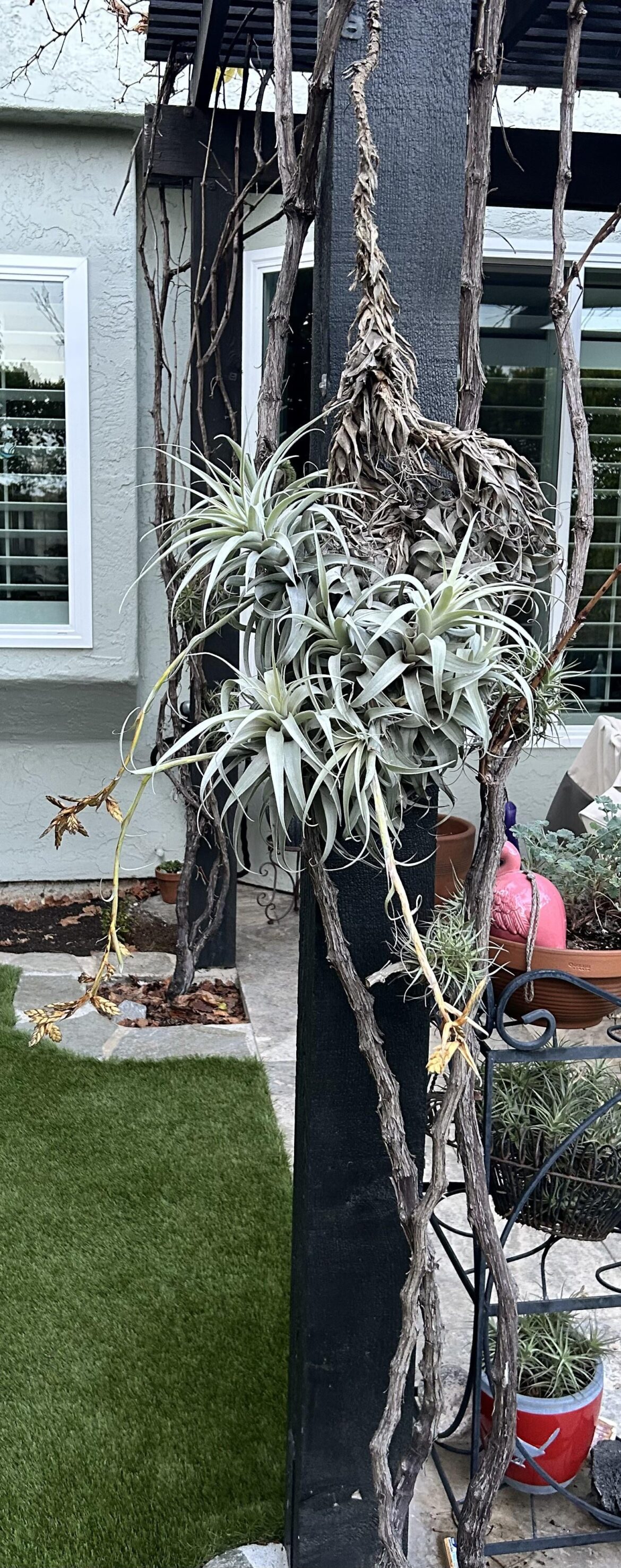 What type is this? My neighbor’s wife passed and we were asked if we wanted any thing in her garden.