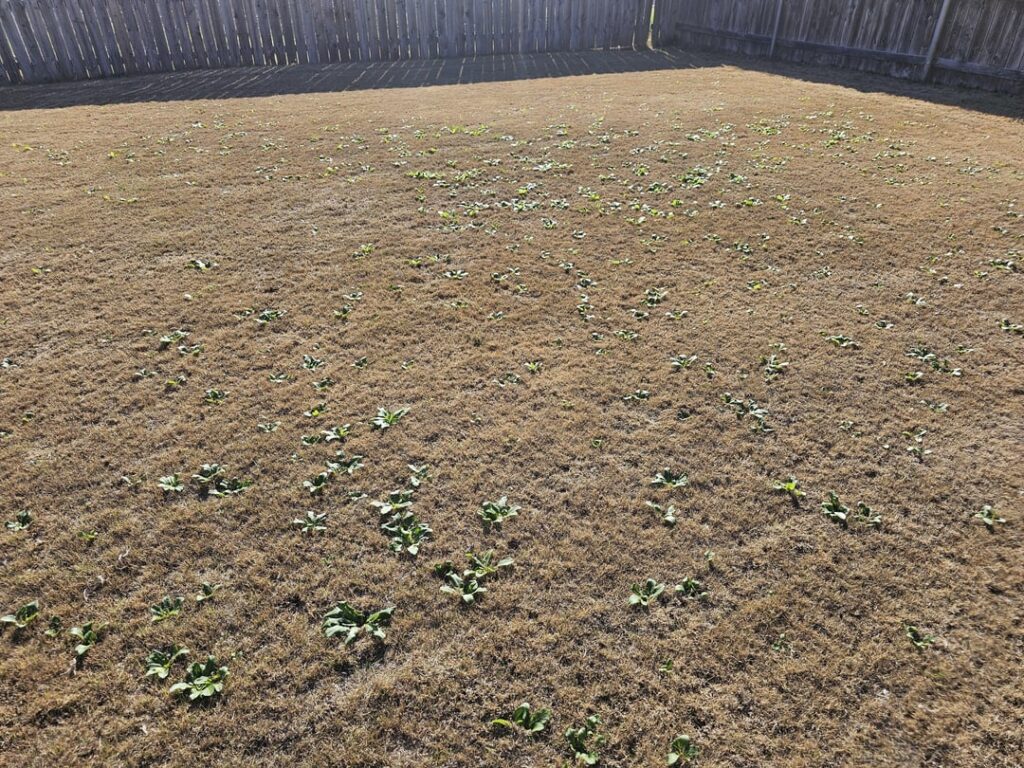 Stopped doing anything to my backyard in August - just to see what would happen. And well... Here we are... Sad day in N TX