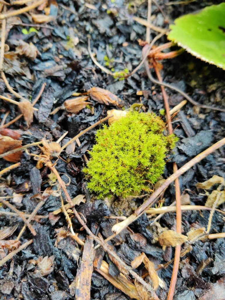 Is this carpet moss?