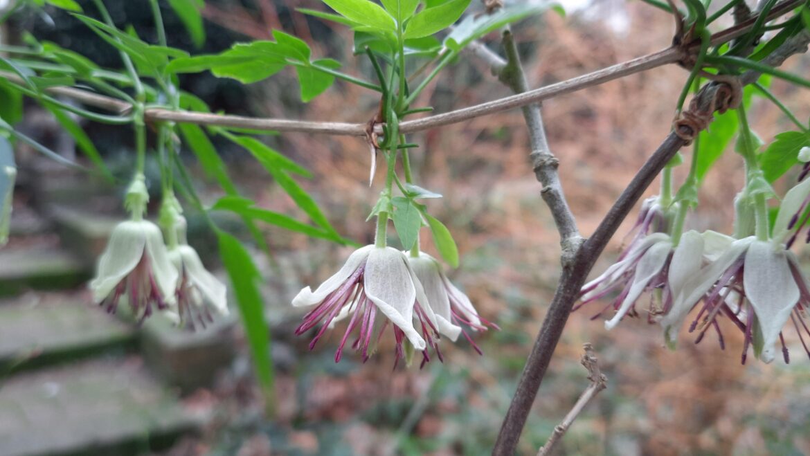 Winter flowers are joy