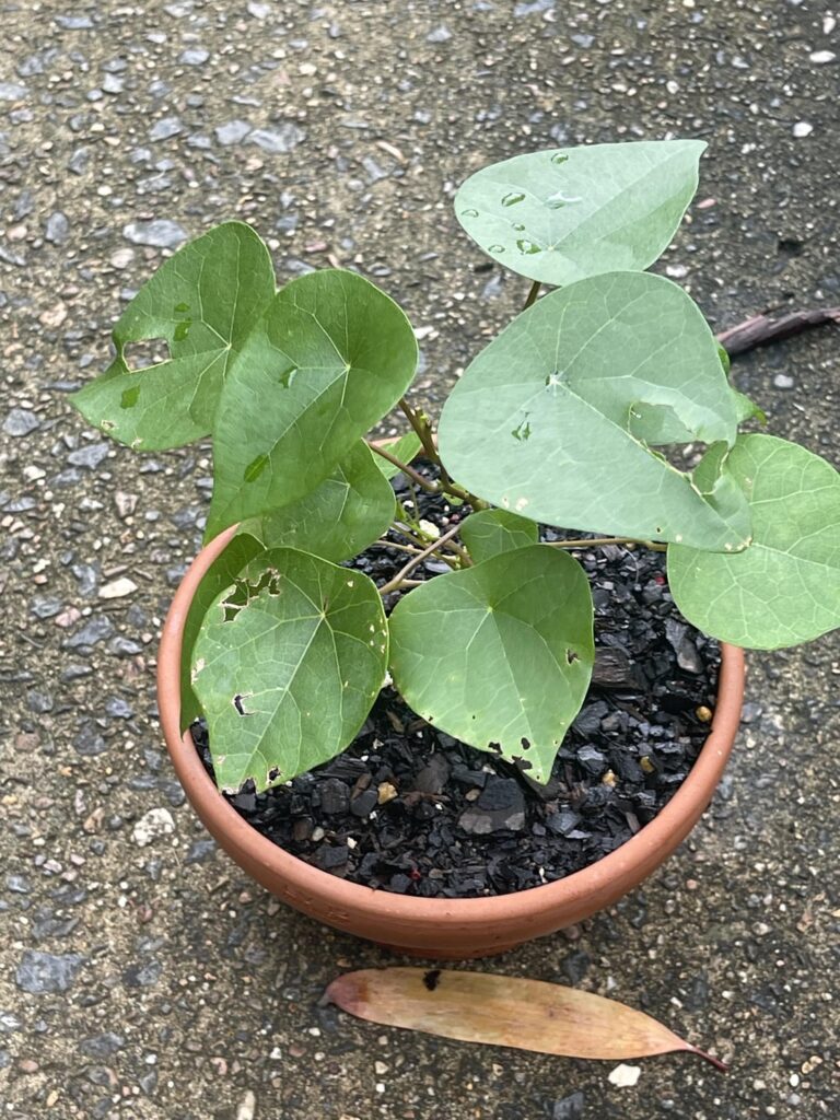 Australian native caudiciforms Australian native caudiciforms