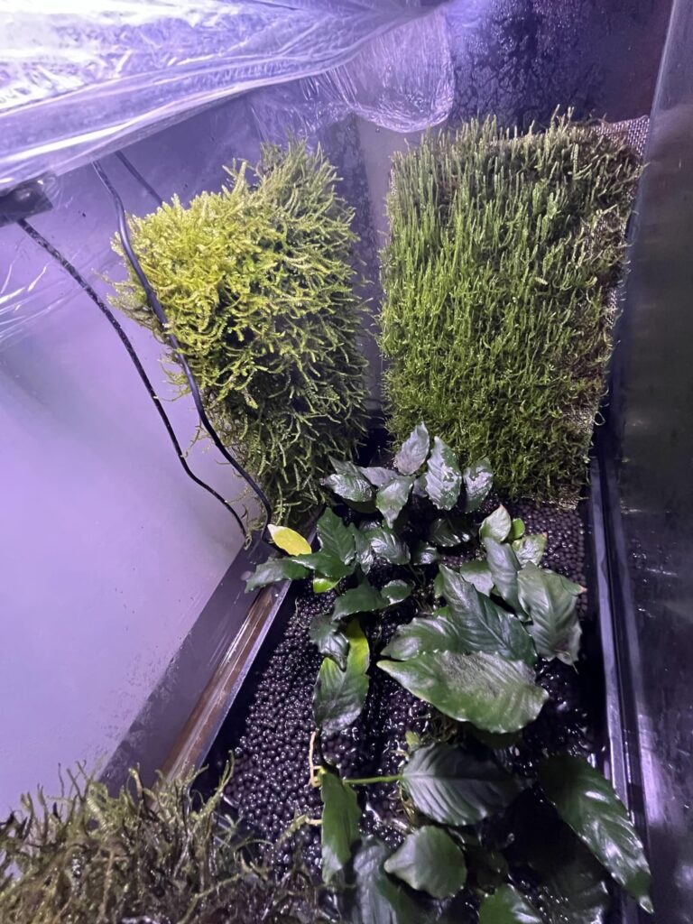 12 Week moss wall update - Restart