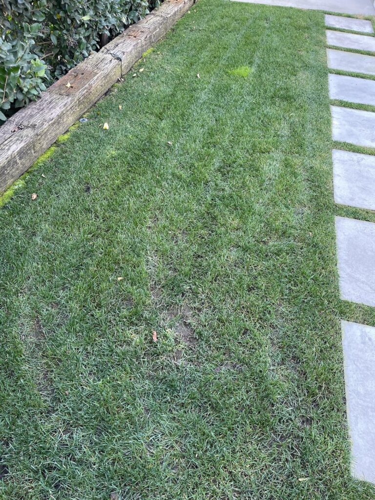 Tire tracks after gardener mows Tire tracks after gardener mows