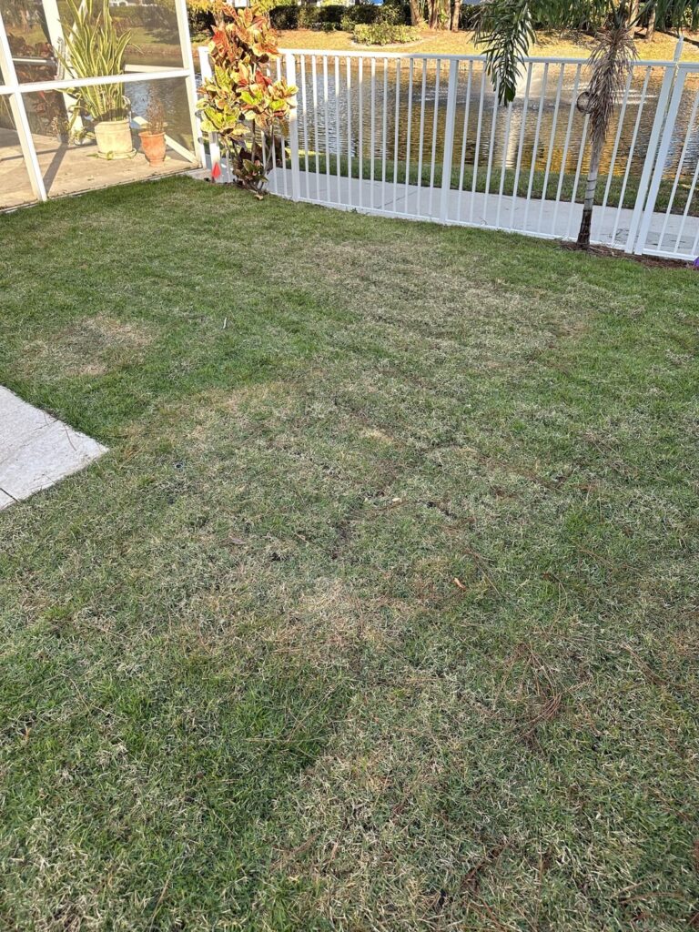 Hi, I live in Jupiter, Florida. Had Empire Zoysia sod installed in October and now seeing some areas looking a bit brown. Is this brown patch fungus or could some of the areas not be getting enough water? If this is brown patch or another fungus, do you have a fungicide recommendation?