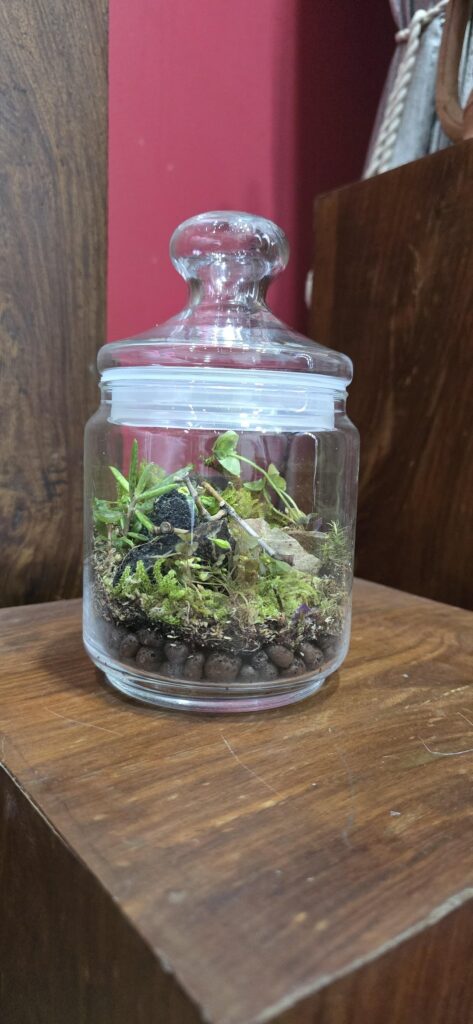 My first terrarium My first terrarium