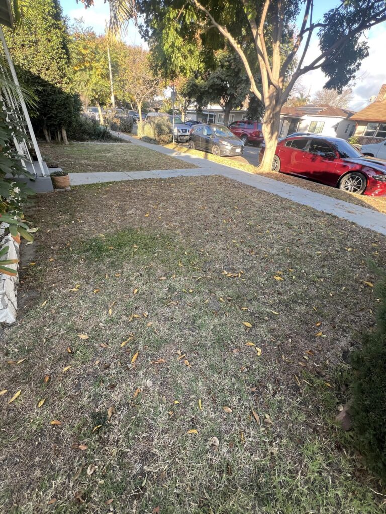 New Homeowner: Looking for lawn care advice to revive lawn