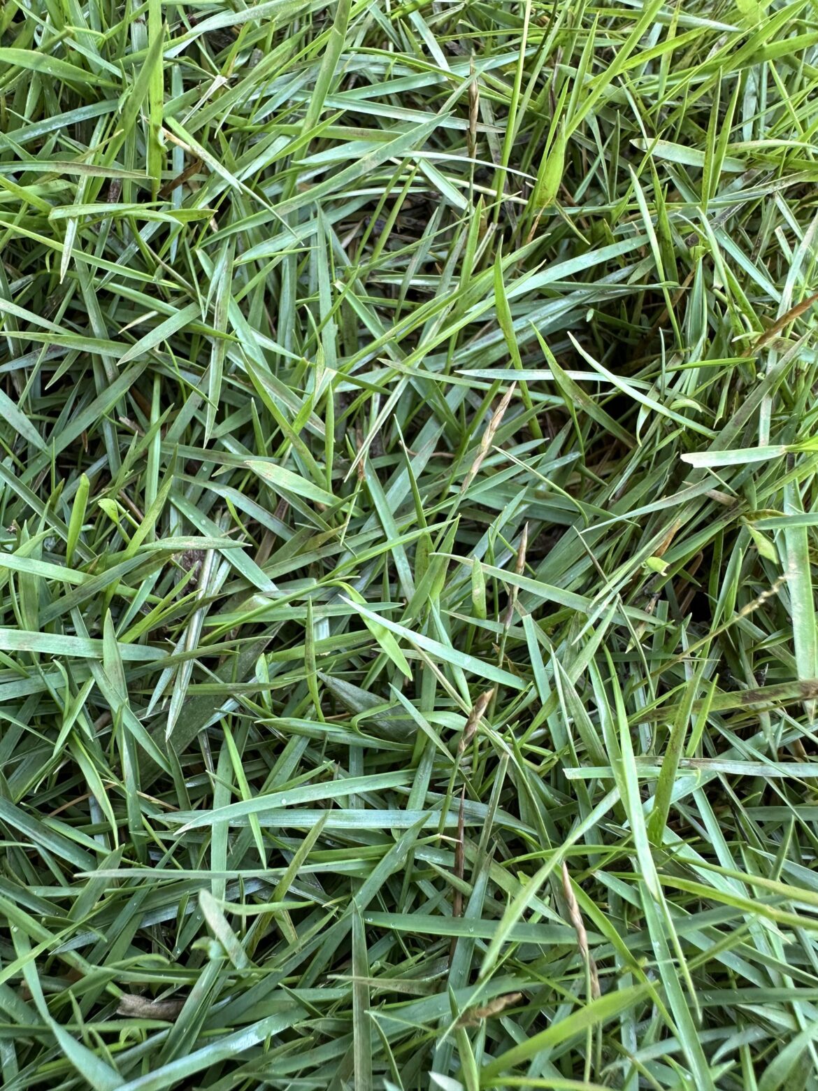 Can someone help me identify this type of grass?