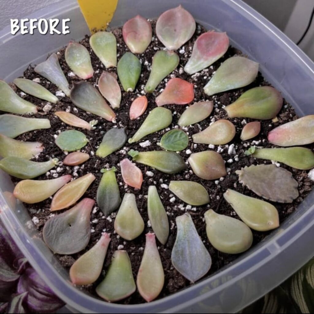 Succulent Leaf Propagation Before and After (6.5 months progress)