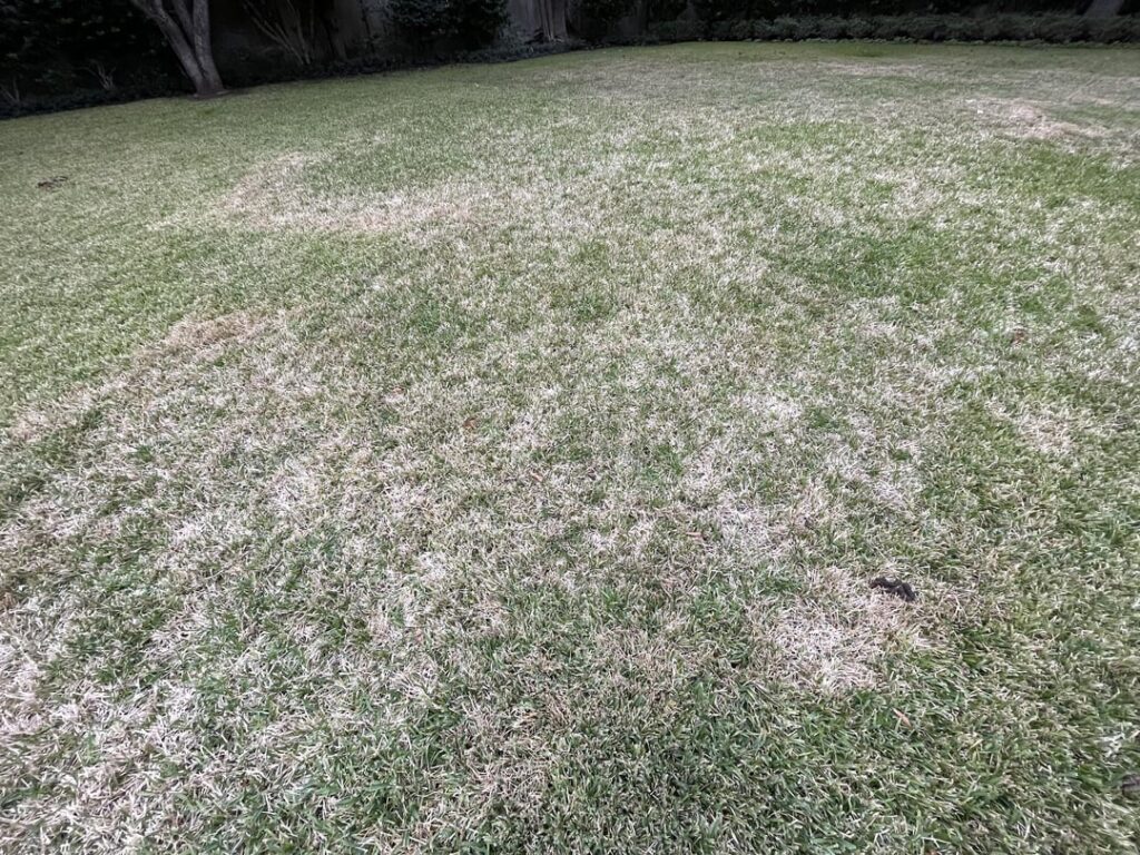 Weird circles and grass dying? Any ideas and how to treat?