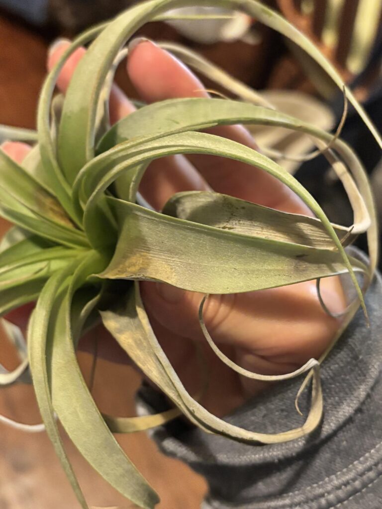 Whats wrong with my Airplant? Whats wrong with my Airplant?