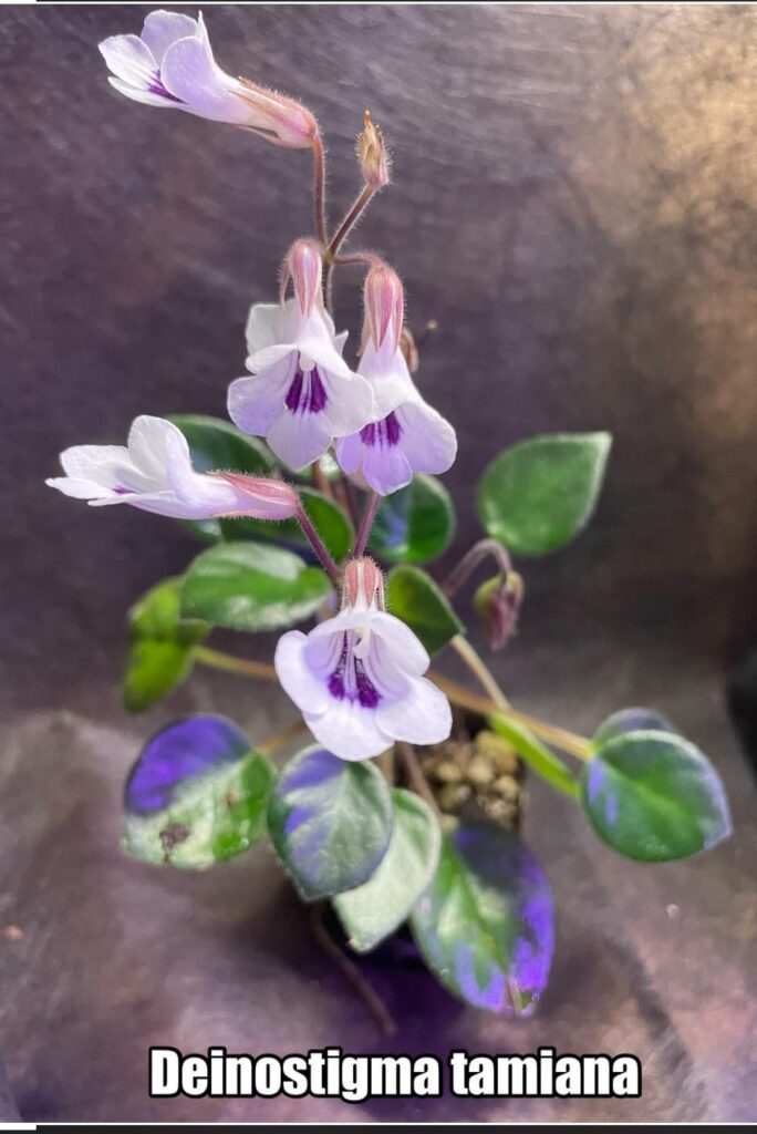 The plant of many names. Vietnamese Violet (Primulina tamiana) Africsn Violet Relative