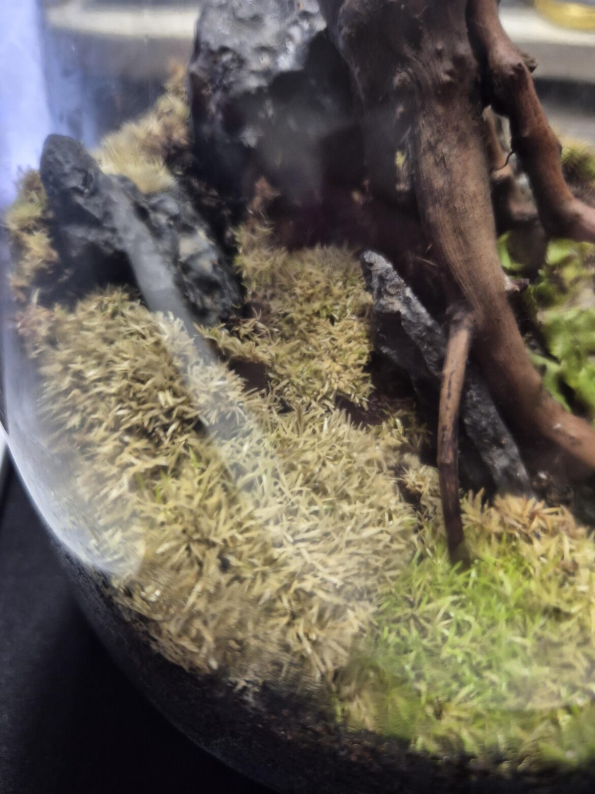 Issue reviving dormant pin cushion moss Issue reviving dormant pin cushion moss
