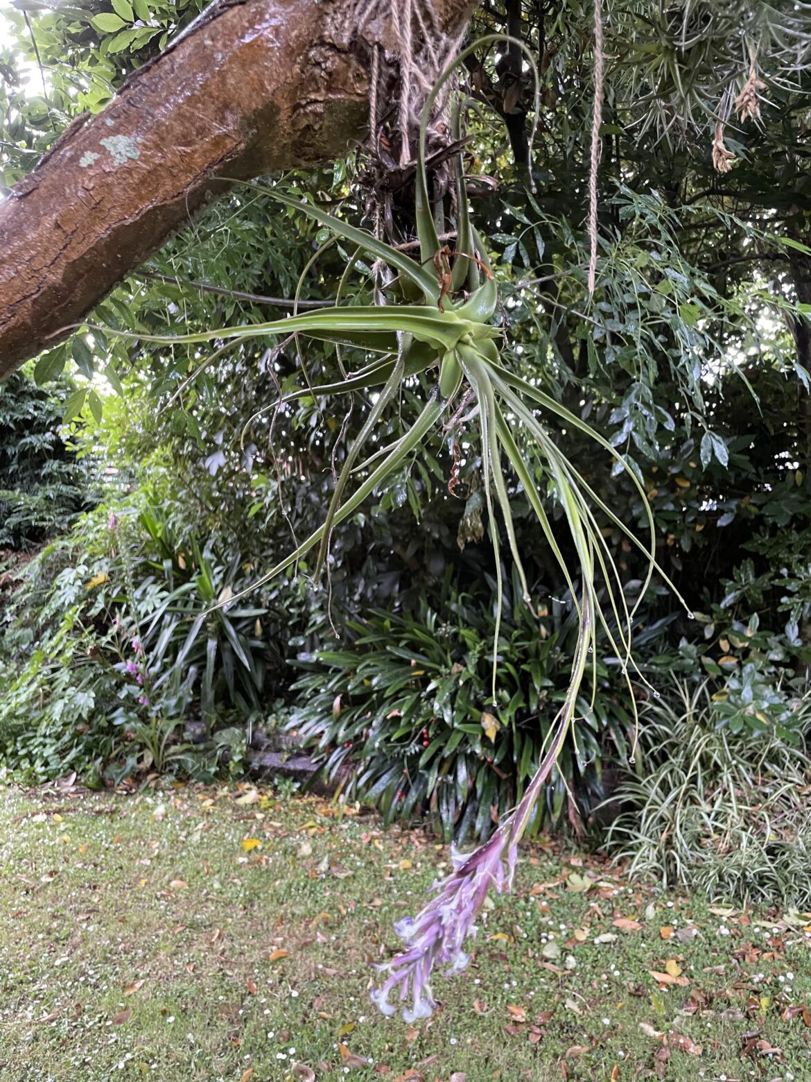Tillandsia, mystery. Tillandsia, mystery.